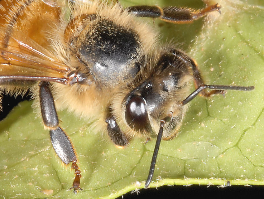 Messa a fuoco a distanza